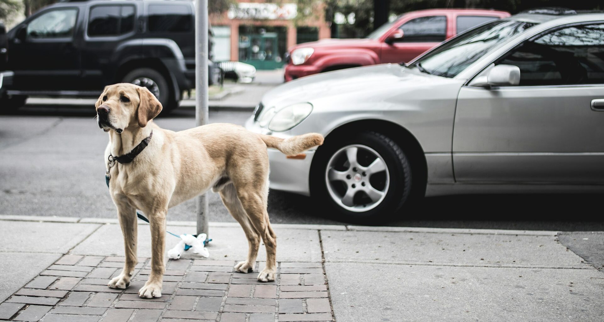 labrador retriever