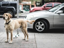 Labrador retriever – jak znaleźć hodowlę z rasowymi szczeniakami?