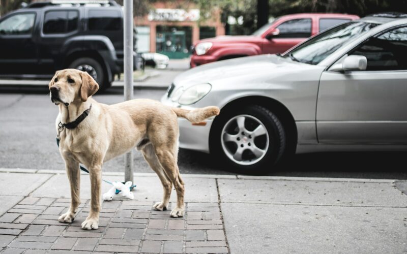 Labrador retriever – jak znaleźć hodowlę z rasowymi szczeniakami?