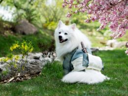 Samojed – hodowla. Gdzie szukać rasowego psa z północy?