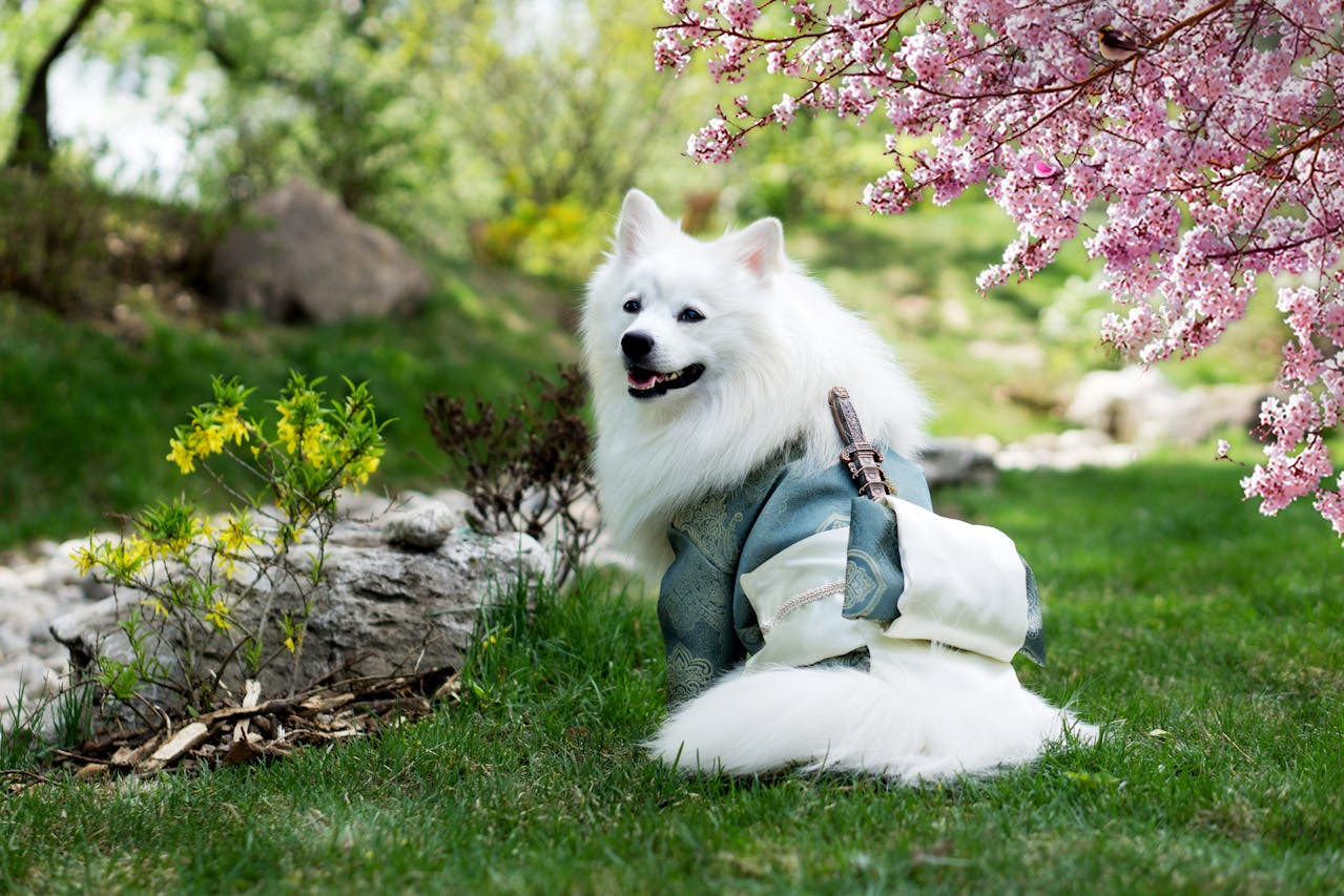 samojed