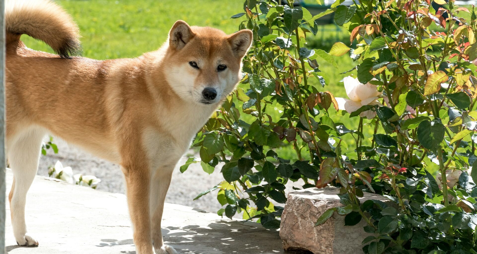 shiba inu