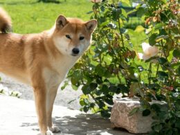 Shiba inu – hodowla. Gdzie szukać szczeniąt tej rasy?