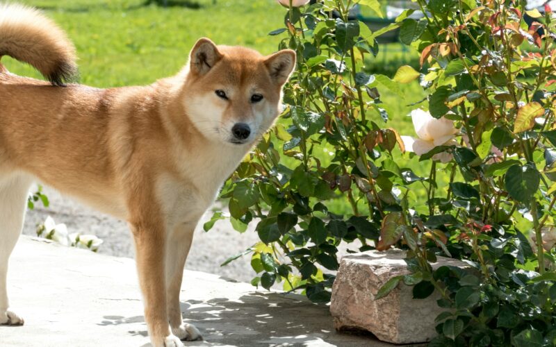 Shiba inu – hodowla. Gdzie szukać szczeniąt tej rasy?