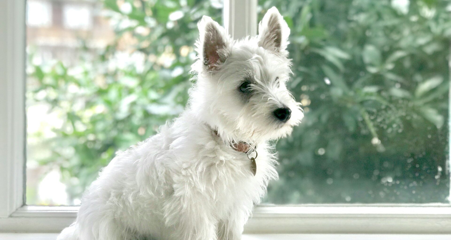 pies westie