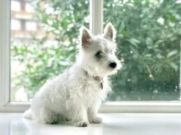 Westie – hodowla. Gdzie kupić west highland white terriera?