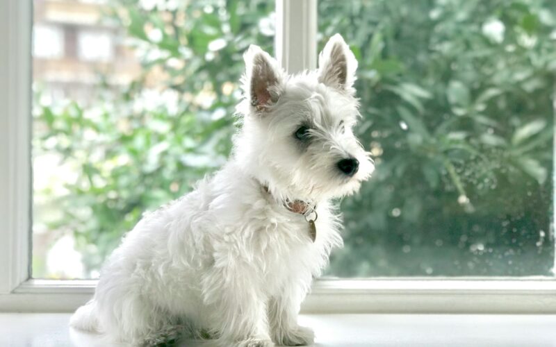 Westie – hodowla. Gdzie kupić west highland white terriera?