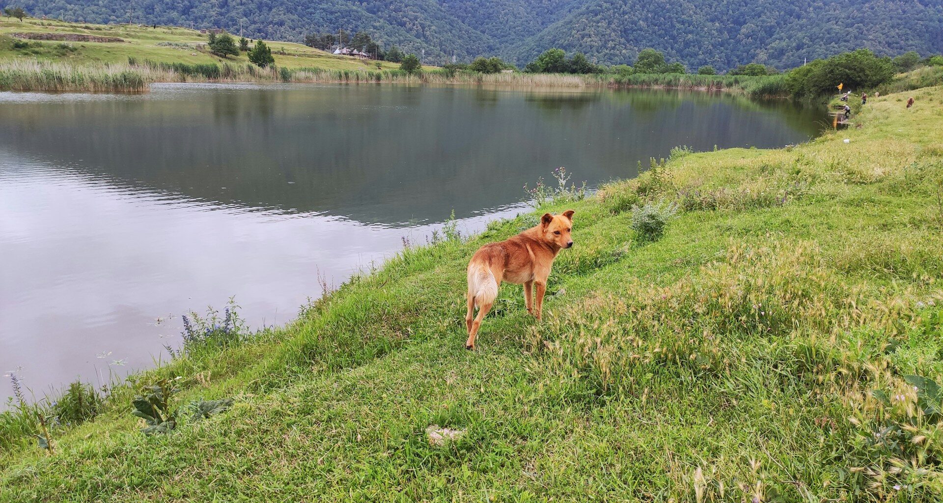 wakacje z psem nad jeziorem