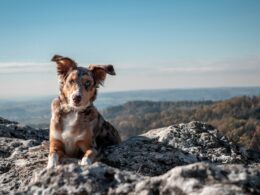 Bieszczady z psem – jak spędzić urlop z pupilem?