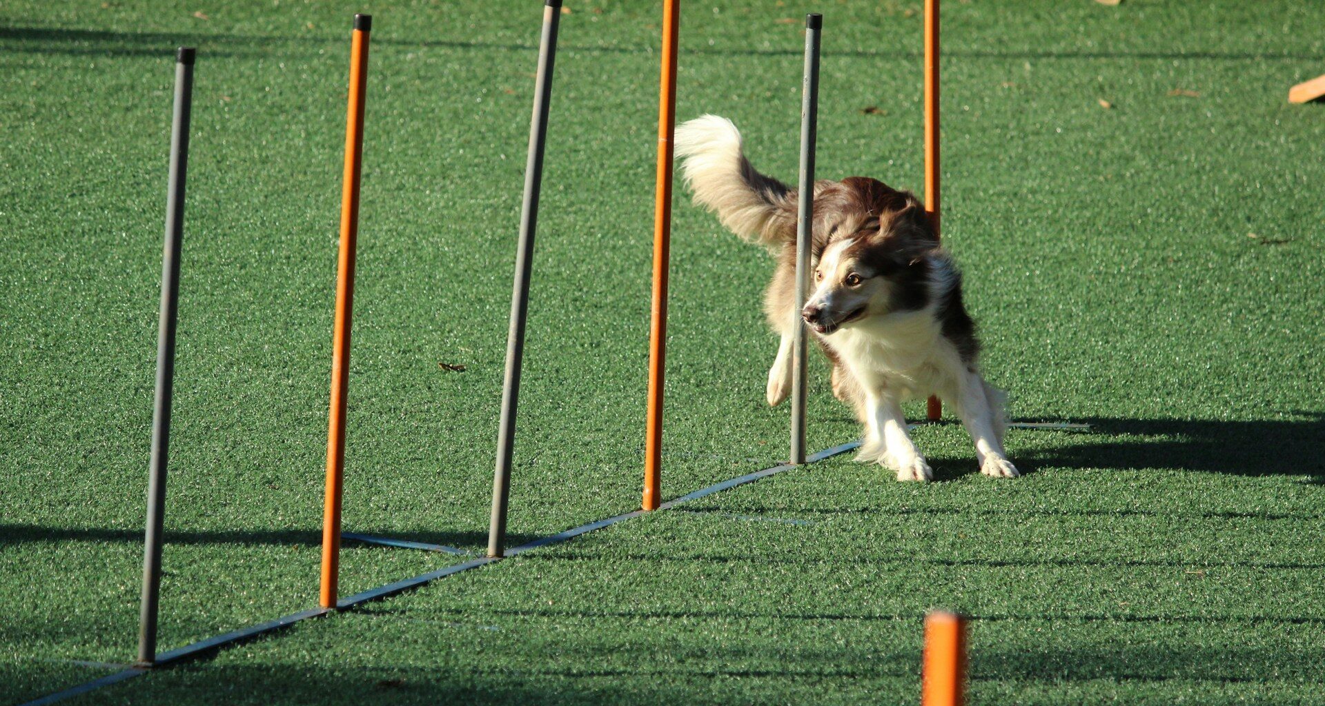 agility dla psów