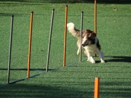 Agility dla psów: Jak stworzyć domowy tor przeszkód?