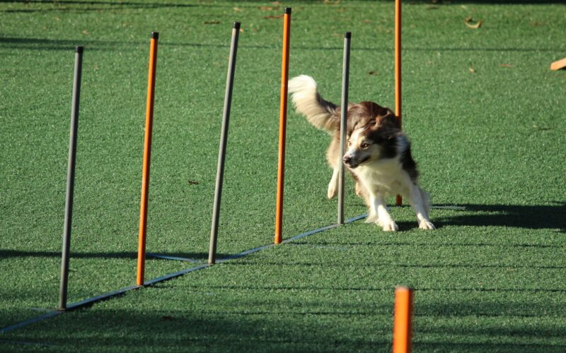 Agility dla psów: Jak stworzyć domowy tor przeszkód?