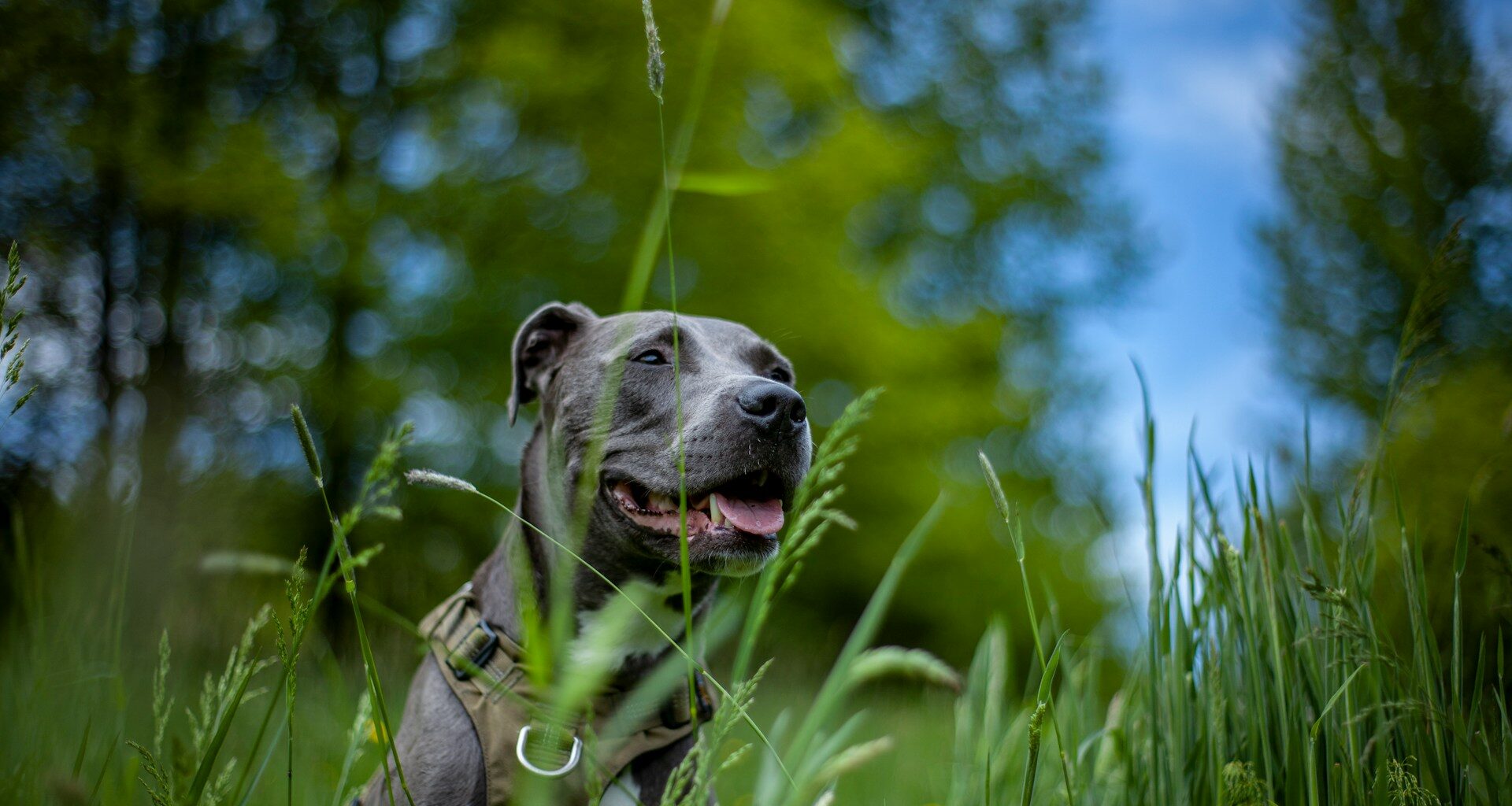 amstaff blue