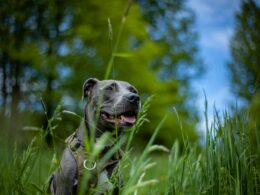 Amstaff blue – cechy rasy i charakter
