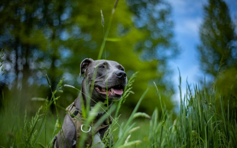 Amstaff blue – cechy rasy i charakter