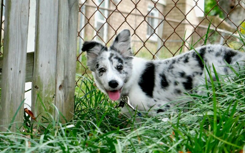 Border collie blue merle – umaszczenie i charakter