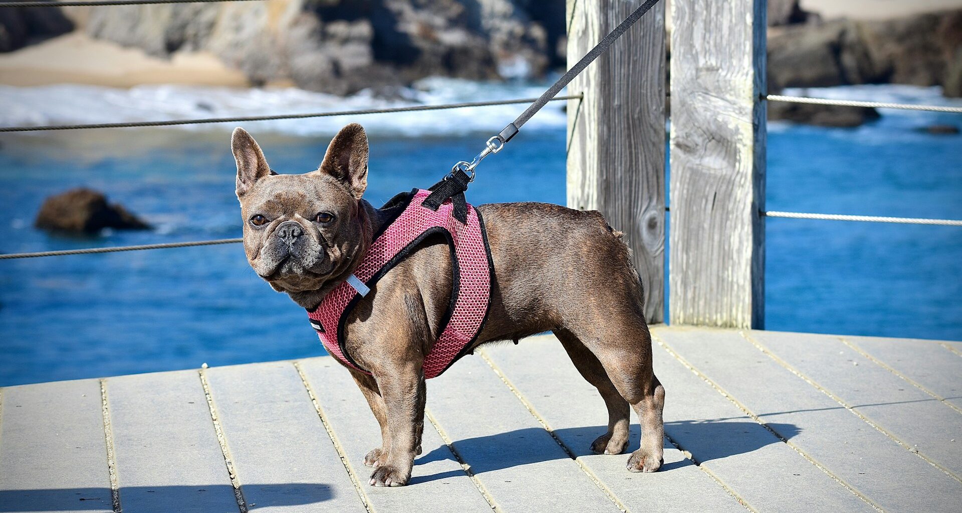 bulldog francuski blue
