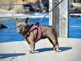 Buldog francuski blue