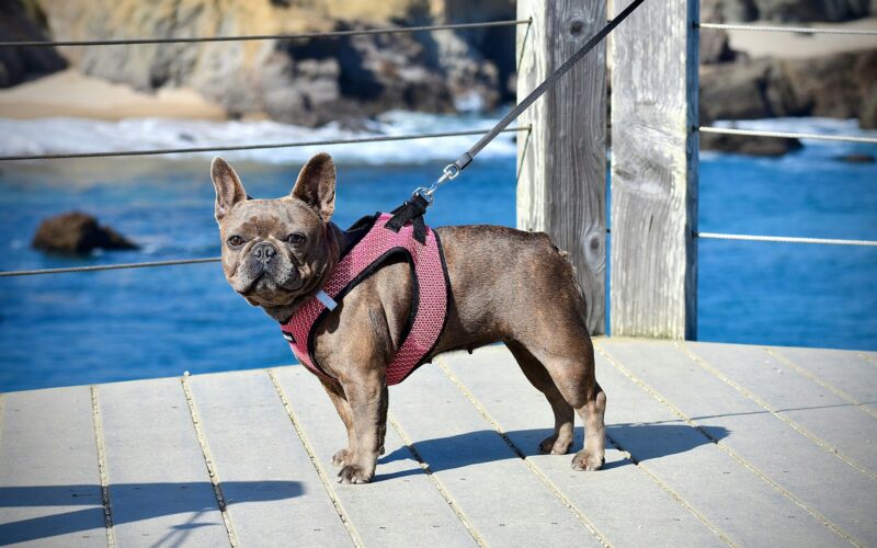 Buldog francuski blue