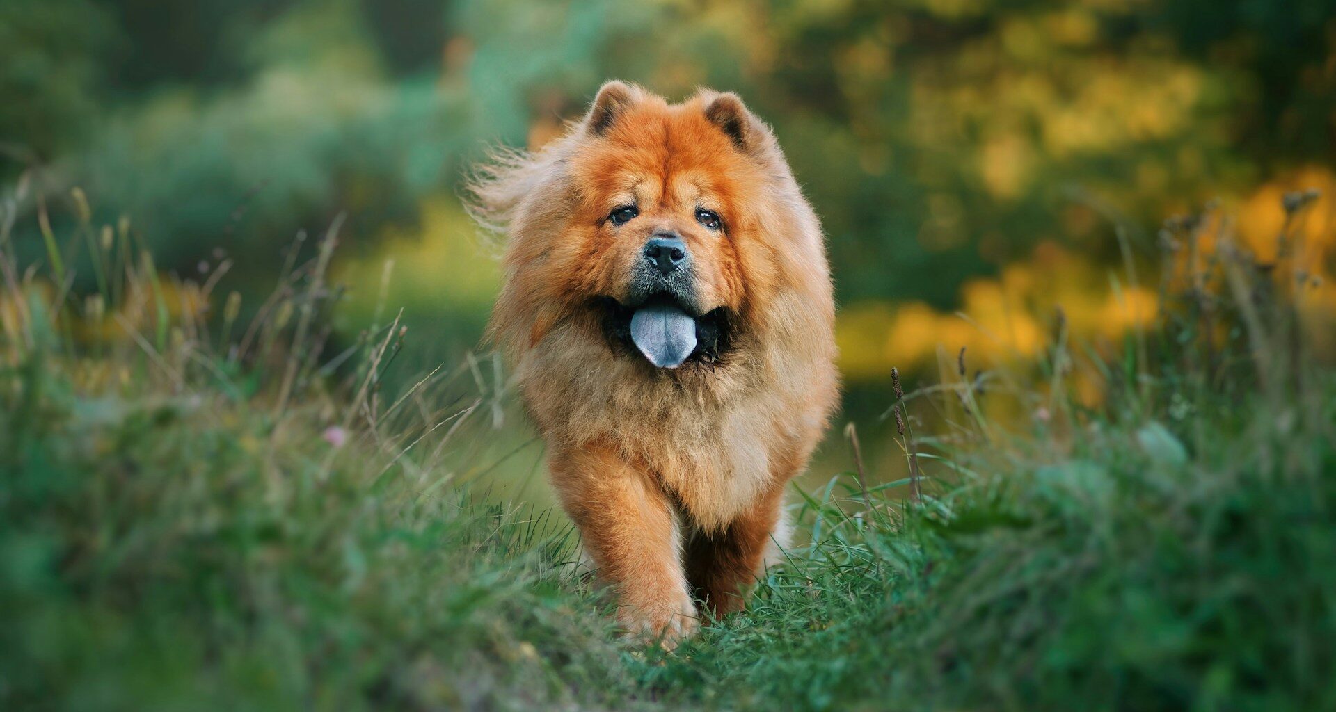 chow chow