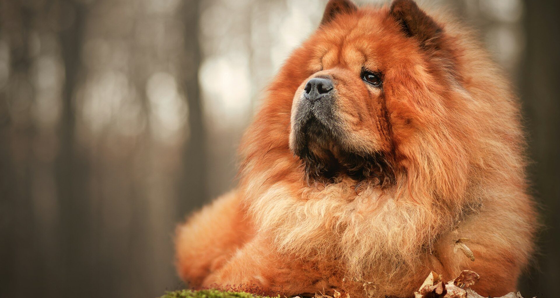 chow chow panda