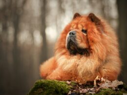 Chow chow panda – wyjątkowa odmiana
