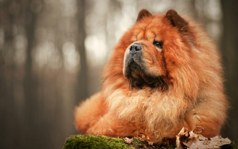 Chow chow panda – wyjątkowa odmiana