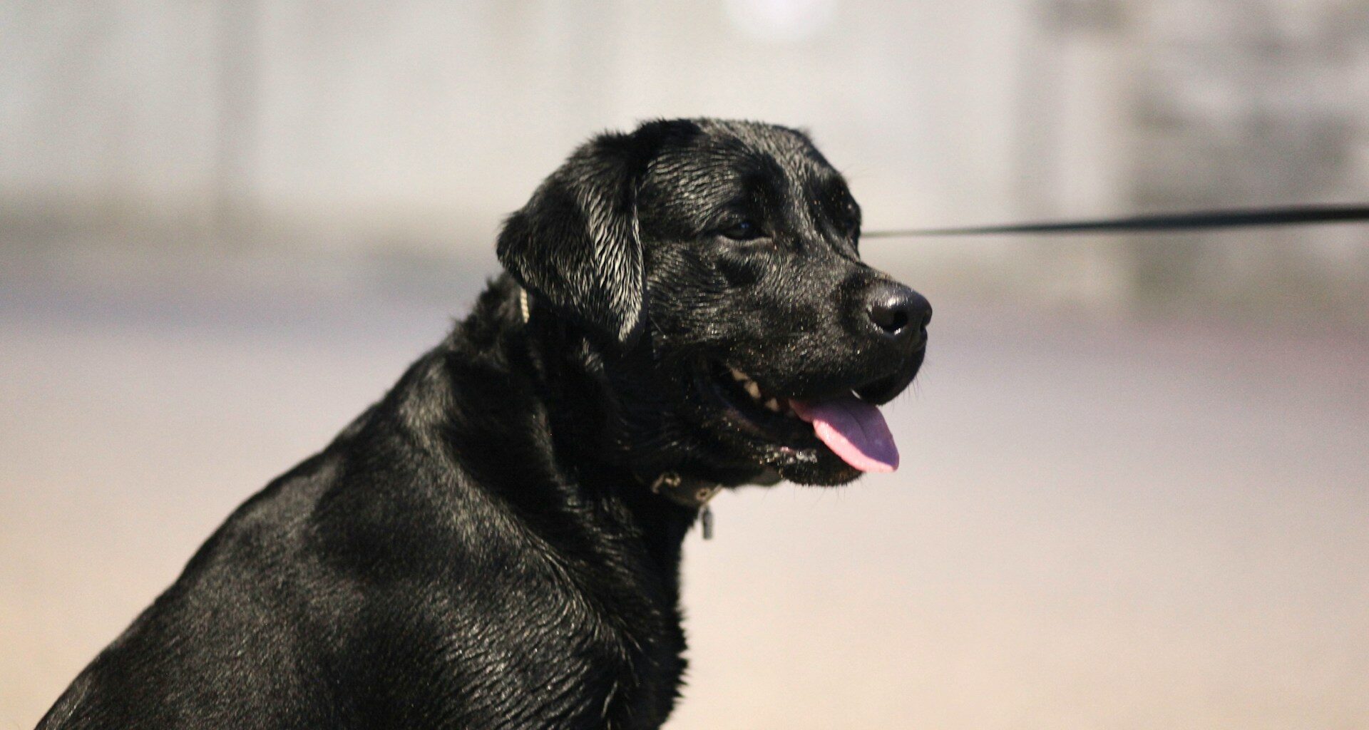czarny labrador