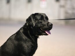 Labrador czarny – cechy i ciekawostki