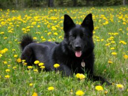 Czarny pies – wcale nie pechowy!