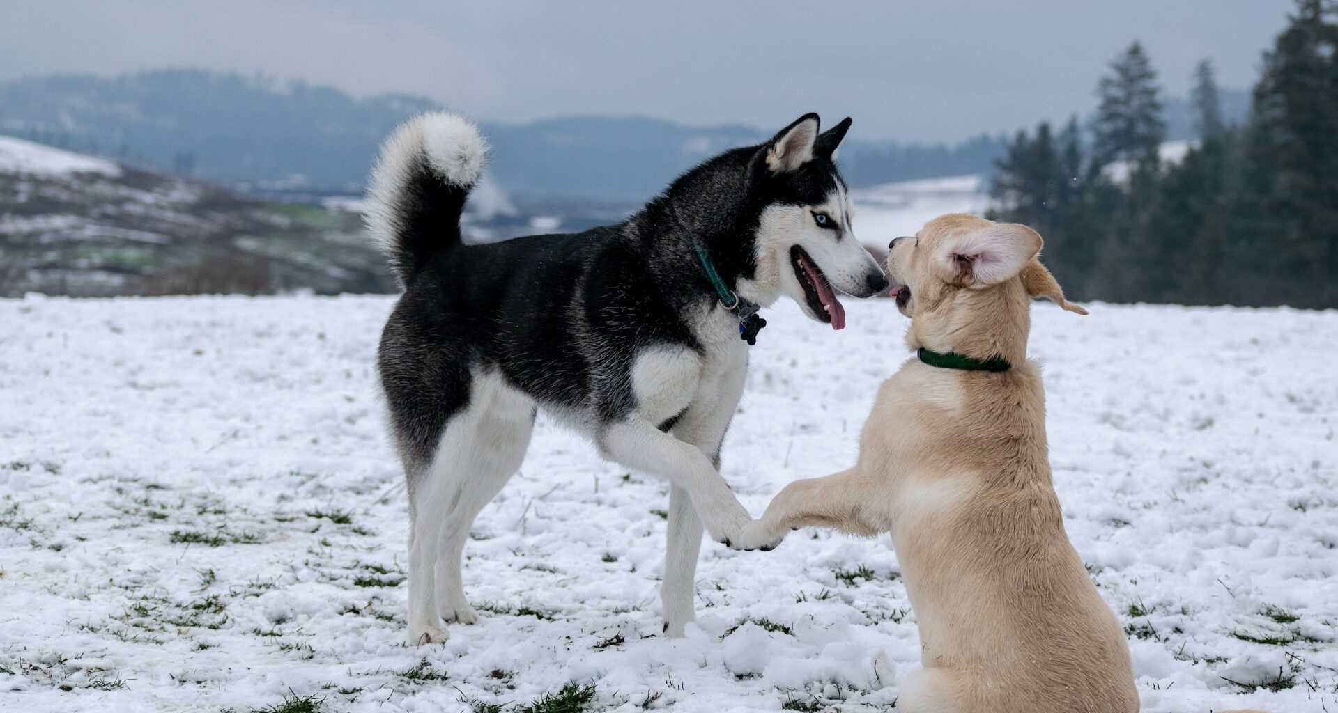 husky i malamut