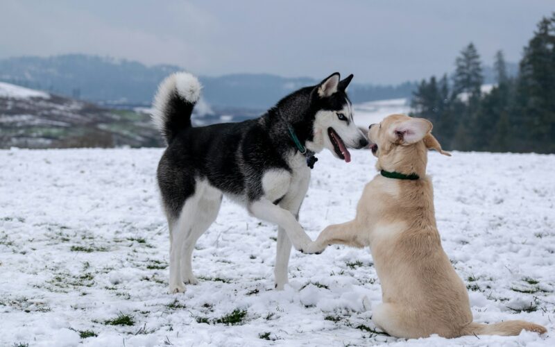 Husky i malamut – podobieństwa i różnice