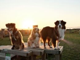 Jaka rasa psa pasuje do ciebie? Prosty quiz!