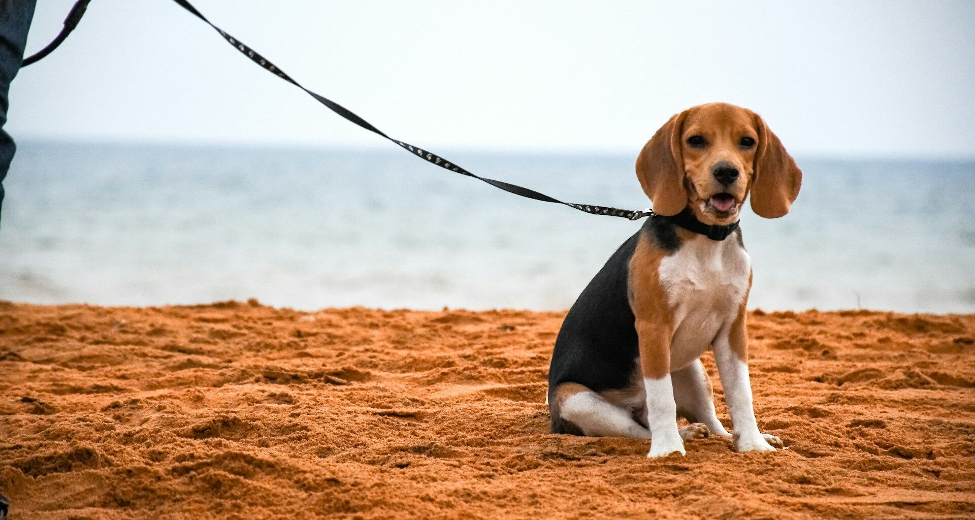 beagle