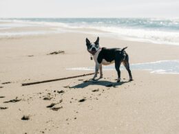 Plaża dla psów – jak zaplanować wyjazd nad morze?