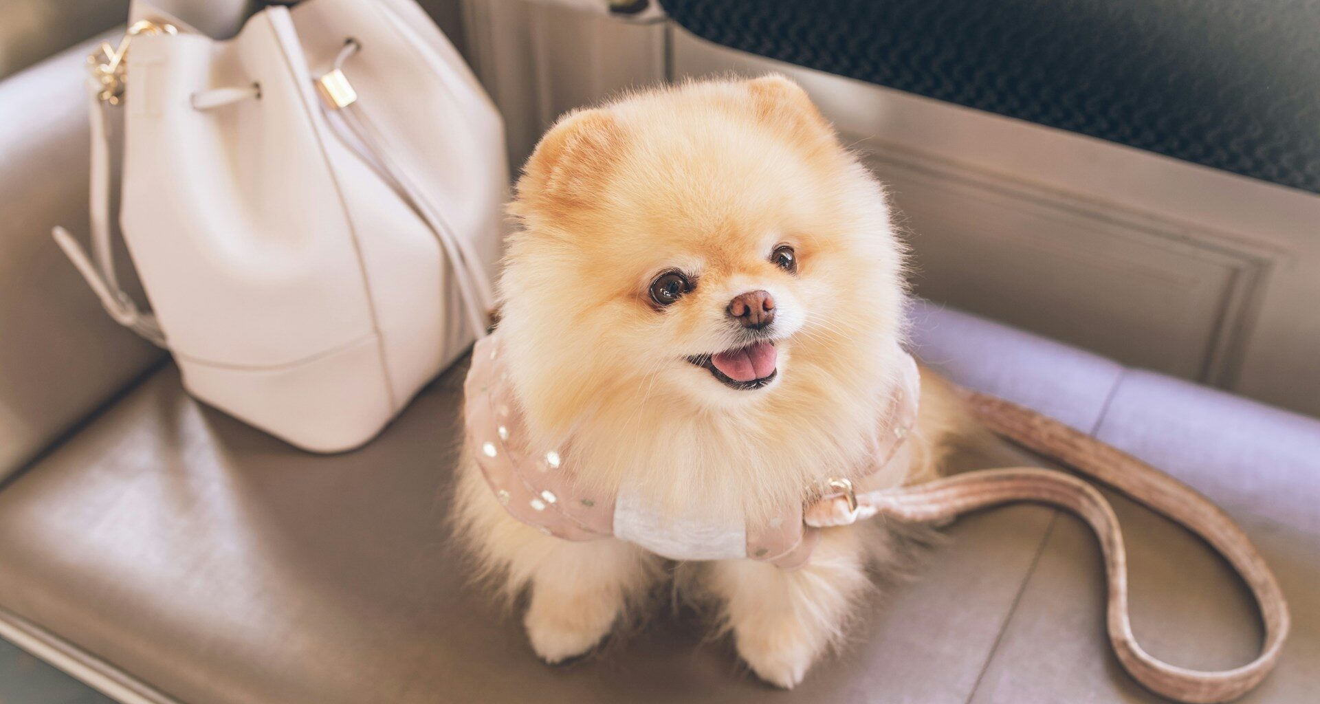 pomeranian
