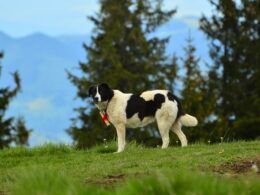 Pies pasterski – najpopularniejsze rasy