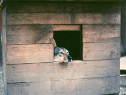 Psy ze schroniska – adopcja i opieka