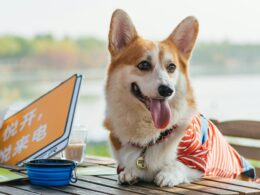 Wrzesień 2025: tryb wakacyjny, nowa lista zleceń i udostępnianie profilu