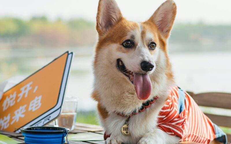 Wrzesień 2025: tryb wakacyjny, nowa lista zleceń i udostępnianie profilu