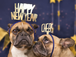 Sylwester z psem pod Twoją opieką – jak zadbać o bezpieczeństwo i spokój pupila