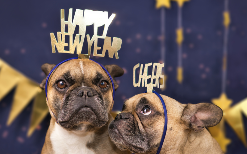 Sylwester z psem pod Twoją opieką – jak zadbać o bezpieczeństwo i spokój pupila