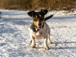 Luty w Petsy: Nowy profil Petsittera i jeszcze łatwiejsze wysyłanie zapytań!