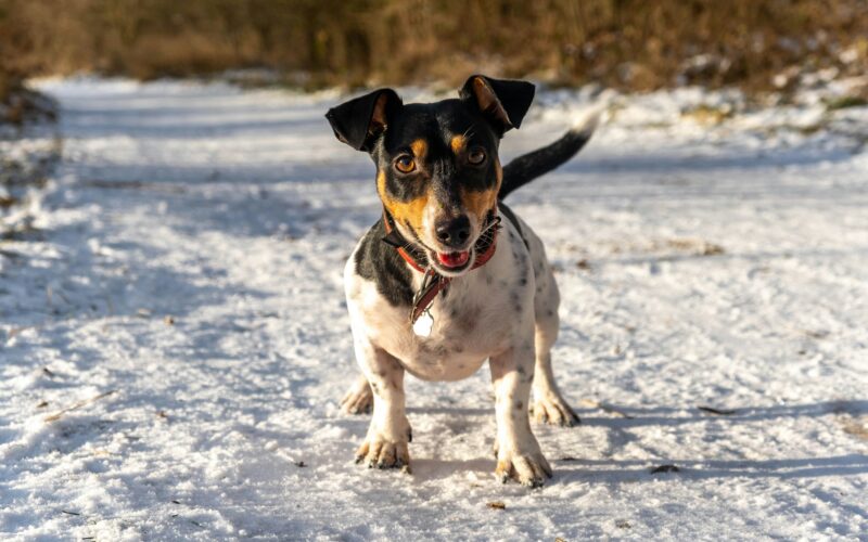 Luty w Petsy: Nowy profil Petsittera i jeszcze łatwiejsze wysyłanie zapytań!
