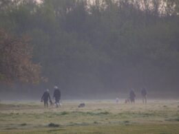 Agresja smyczowa u psa – przyczyny, objawy i skuteczne metody pracy