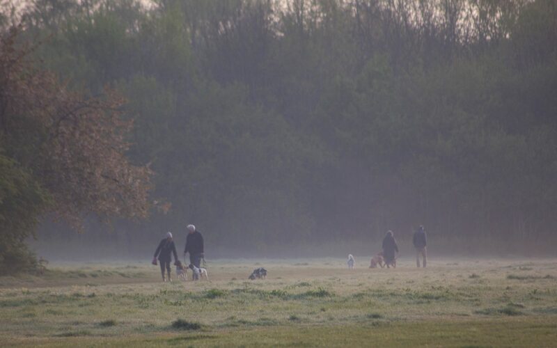 Agresja smyczowa u psa – przyczyny, objawy i skuteczne metody pracy