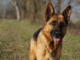 Astma u psa – objawy, leczenie i porady dla właścicieli