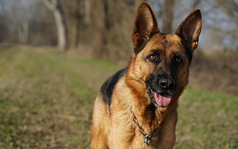 Astma u psa – objawy, leczenie i porady dla właścicieli