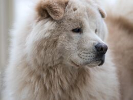 Bąblowiec u psa – objawy, leczenie i profilaktyka