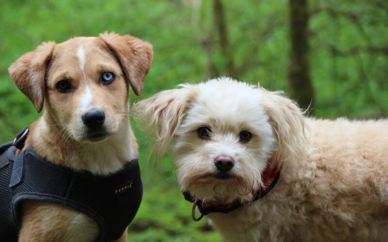 Gwizdek dla psa – jak działa i dlaczego warto go używać?